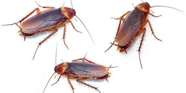Cockroach pest treatment in surat city