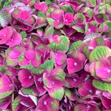 ydranges luxury st johns wood abbey road flowers delivery nw6 same day delivery fresh flowers Swiss 