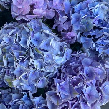 Hydranges luxury st johns wood abbey road flowers delivery nw6 same day delivery fresh flowers Swiss