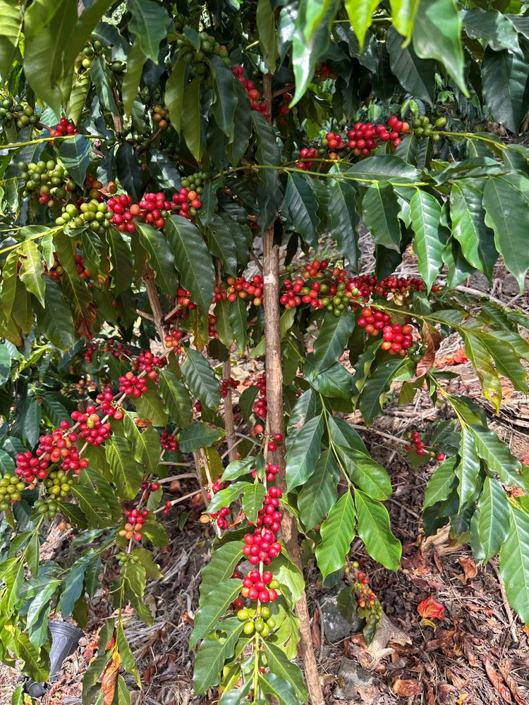 Kona Coffee Grown