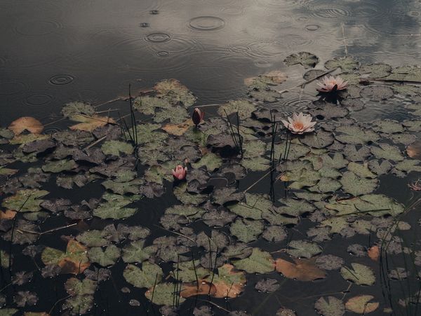 Lily pads floating on calm water with soft reflections of light.