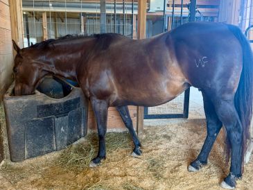 A brown horse eating inside a stable.