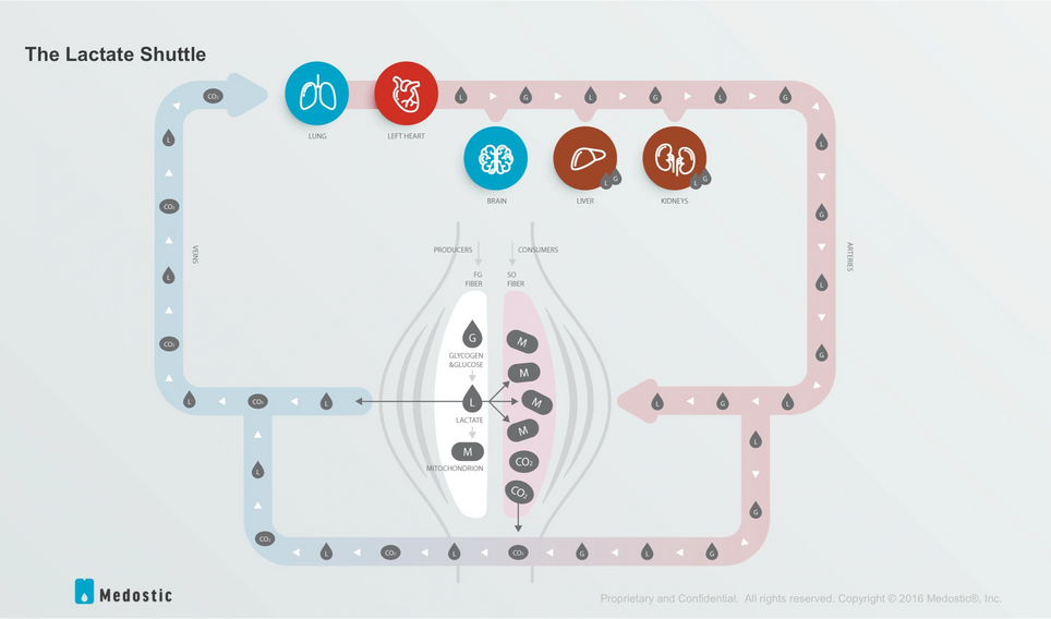 Lactate shuttle theory