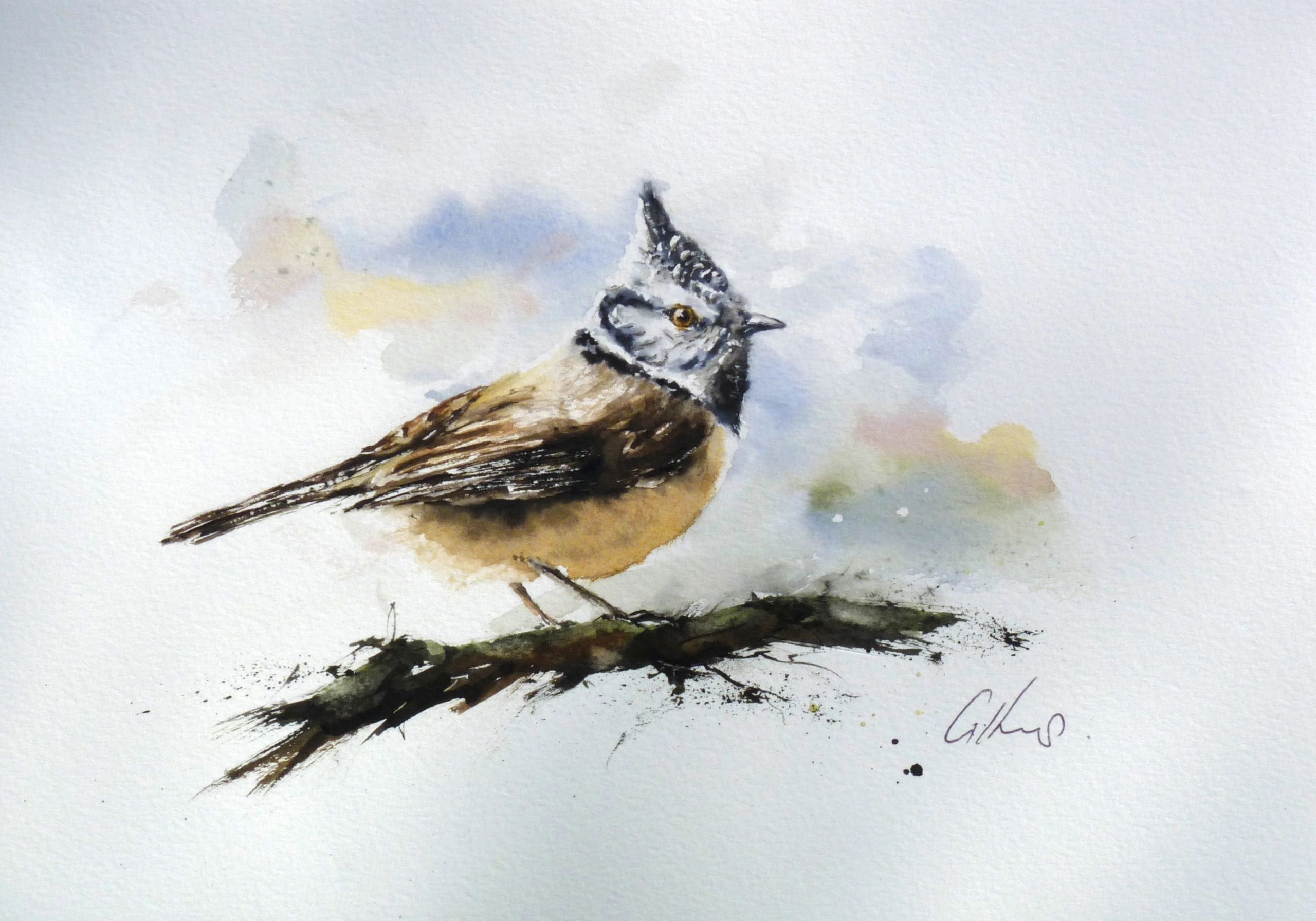 Crested Tit, watercolour.