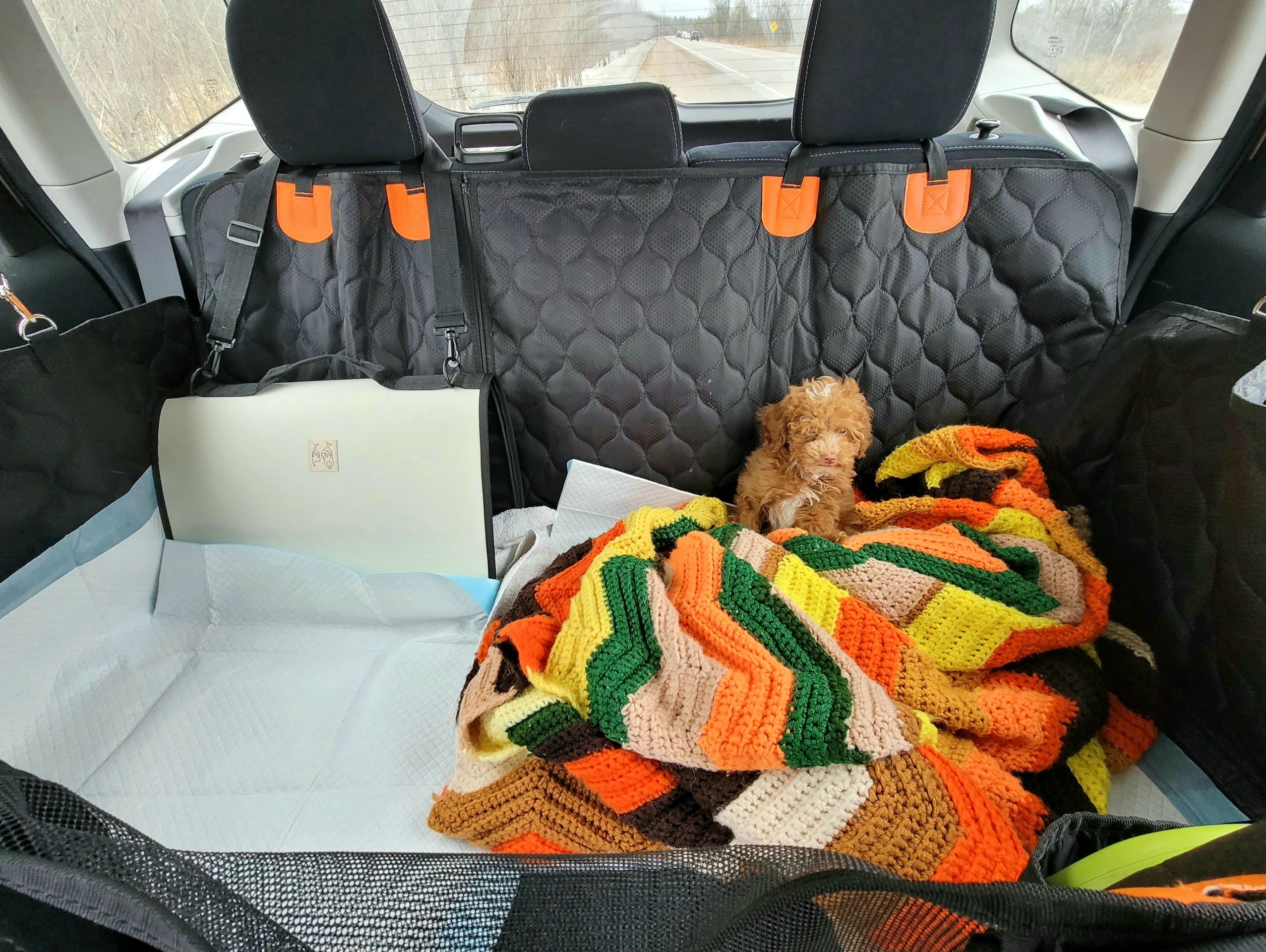 Small brown puppy on a colorful blanket in a car's back seat.
