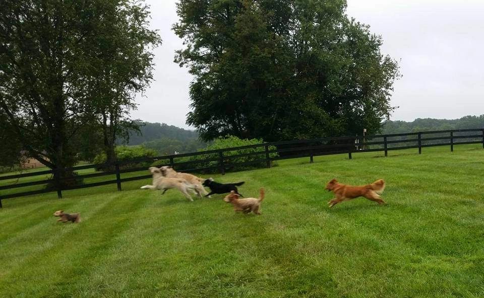 Bed & Biscuit Pet Care Dog Boarding, Doggy Daycare, Pet Boarding