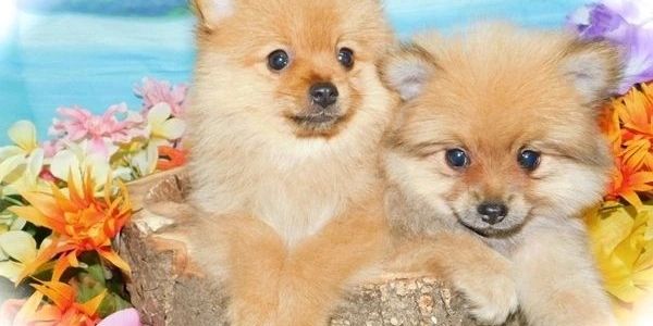 puppies for sale near Chicago