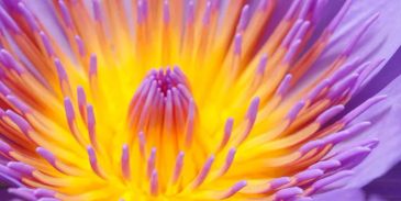 Close-up of a vibrant purple and yellow water blossom.
