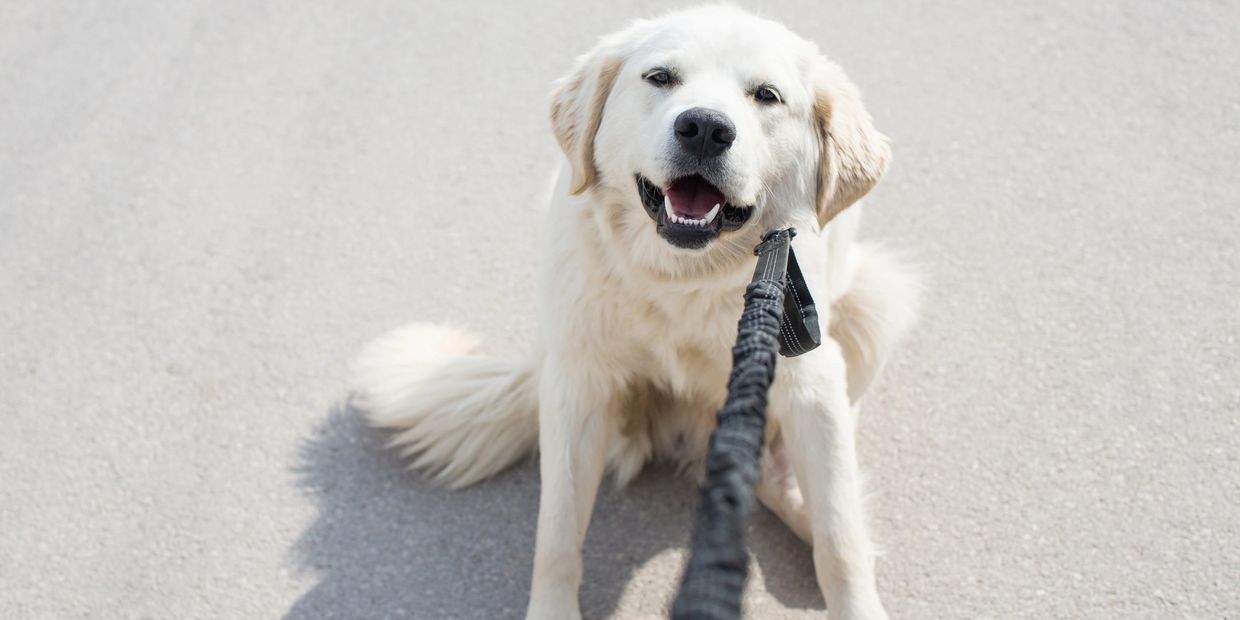 English Cream Golden Retriever dog