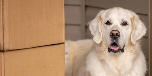 San Diego Golden Retrievers English Cream Golden Retriever
