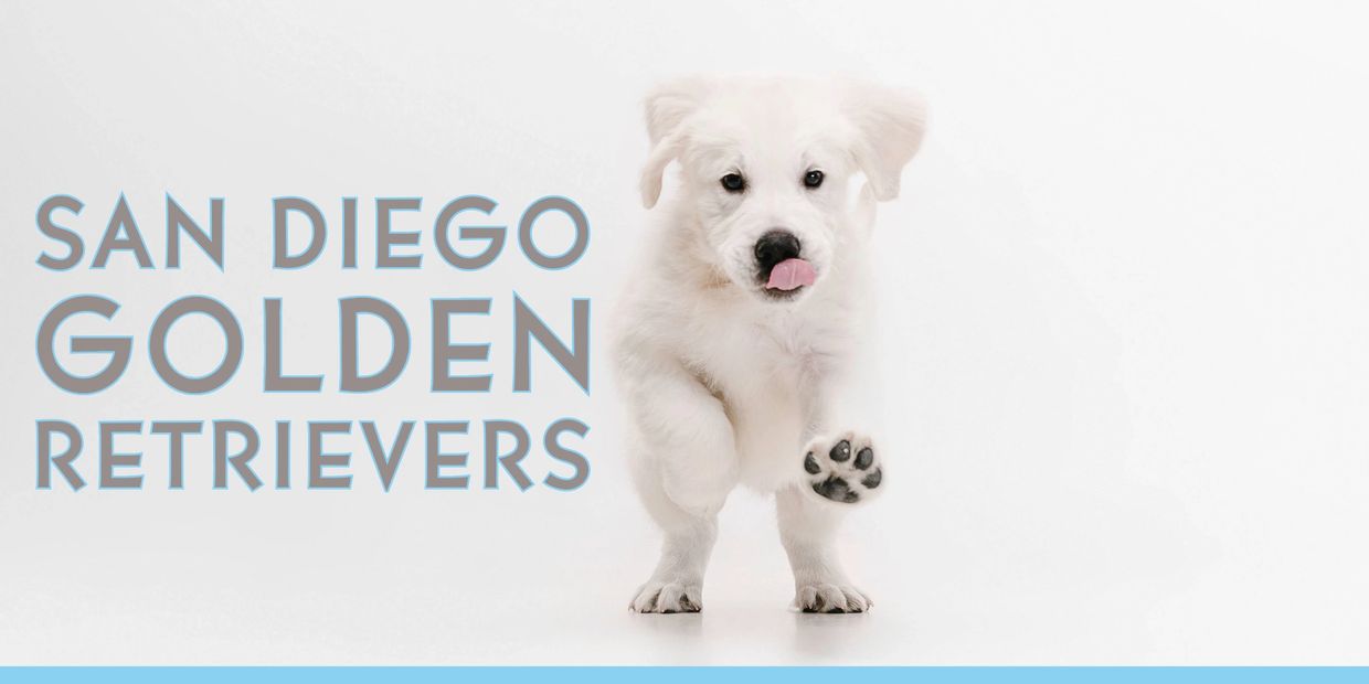 San Diego Golden Retrievers English Cream Golden Retriever puppies for sale near me