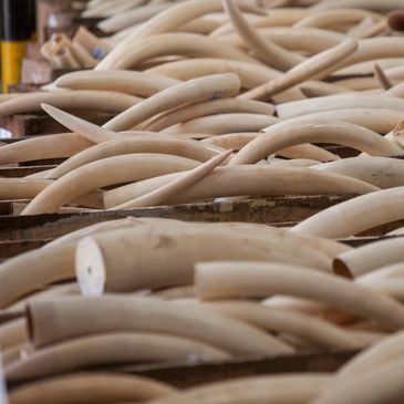 A pile of elephant tusks arranged closely together indoors.