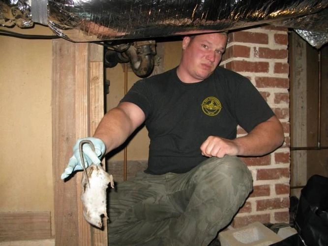 Dead Animal Removal & Odor Control - Atlanta, Georgia