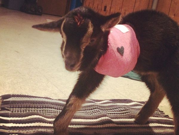 Goat wearing a pink sweater with a heart patch.