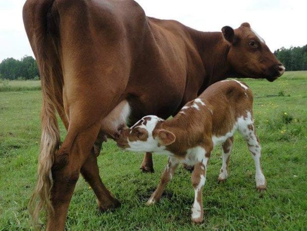 Calf nursing from its mother cow in a grassy field.