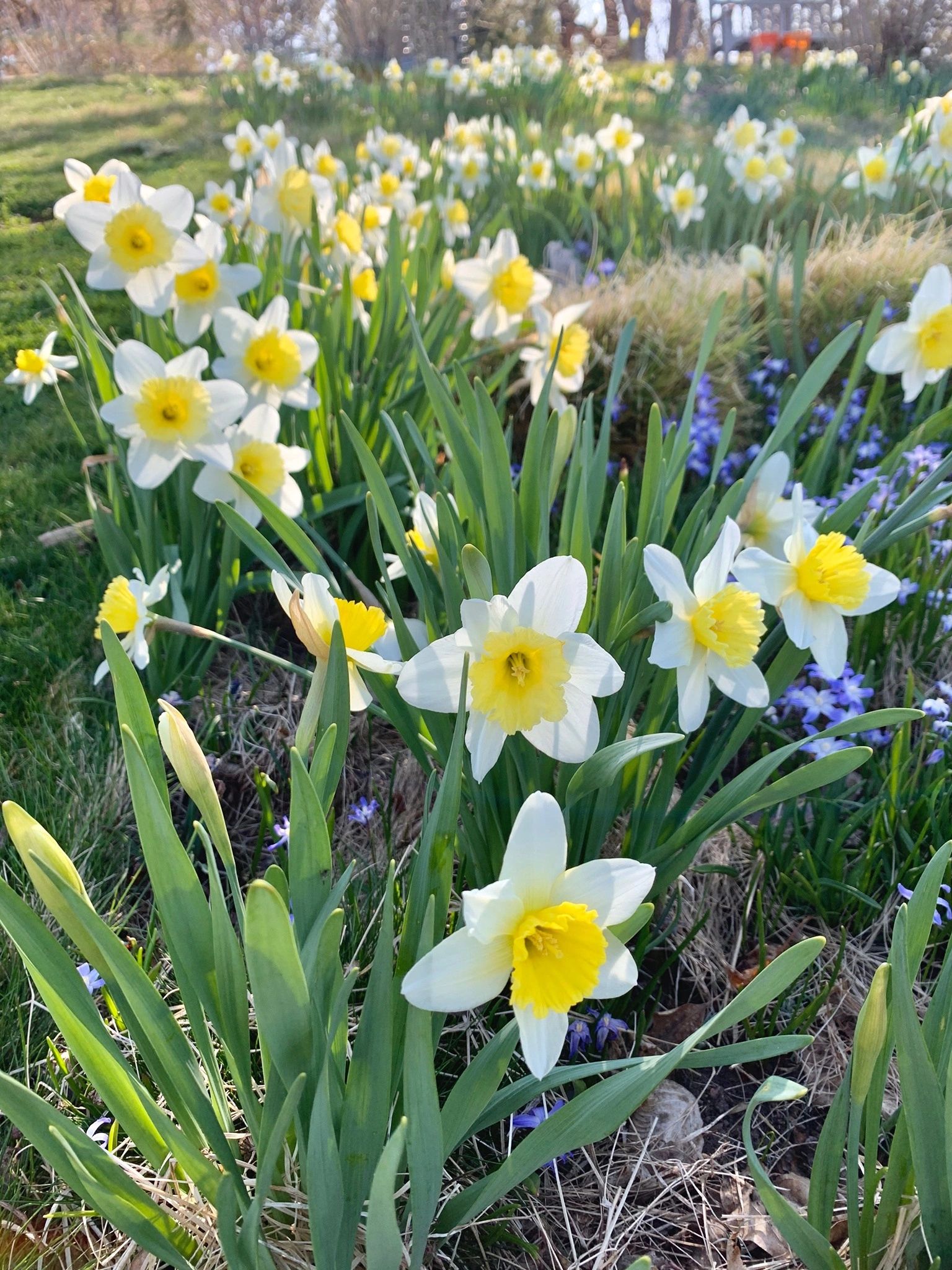 Daffodils