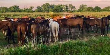 Horses grazing in pasture