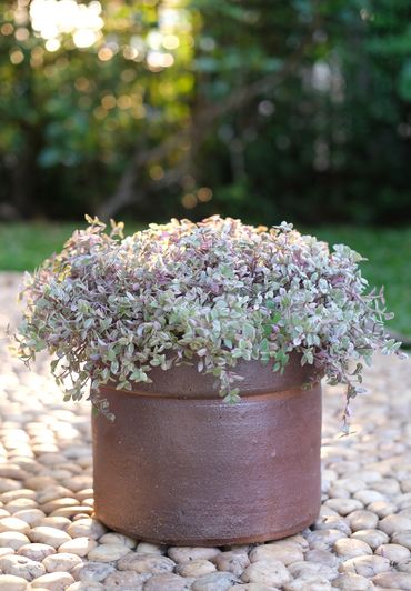 A lush, leafy plant in a rustic brown pot outdoors.