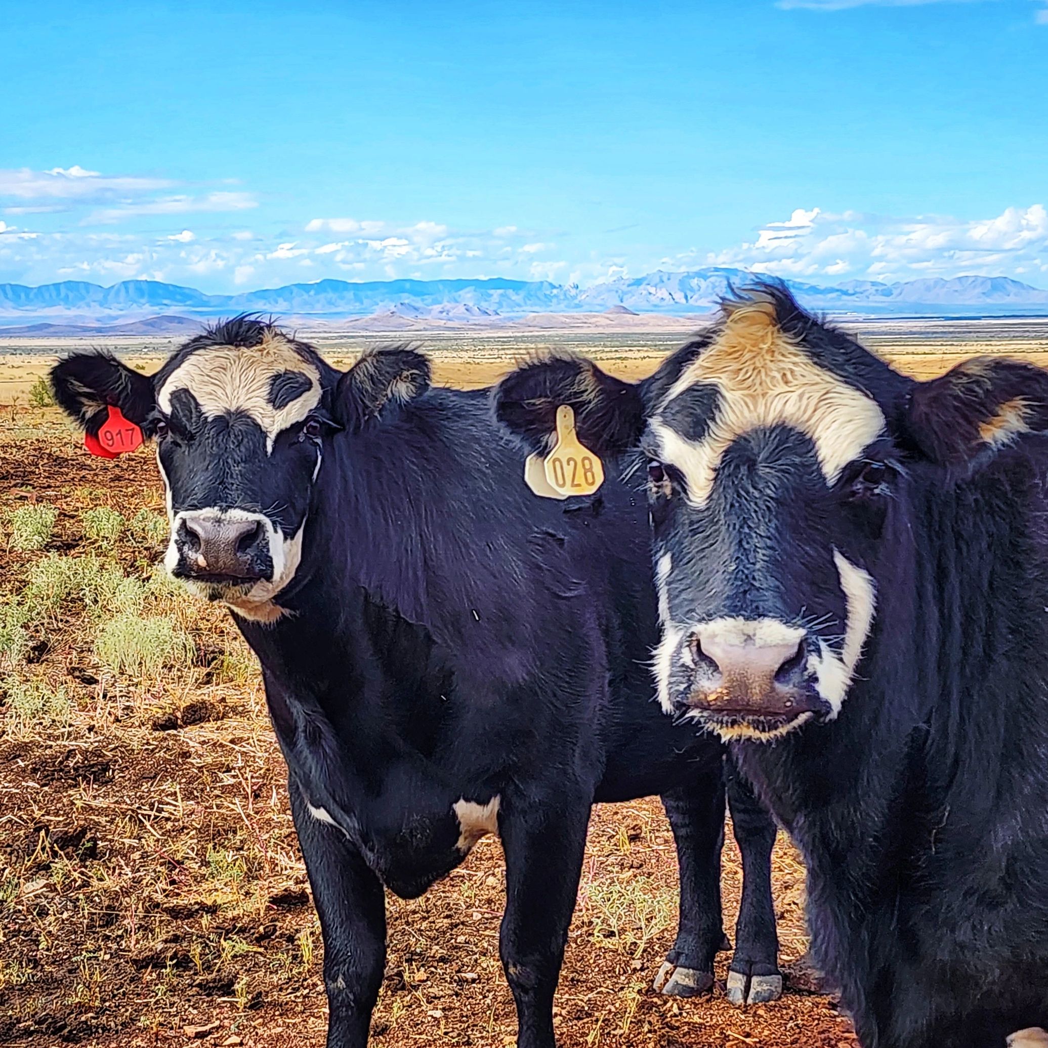 Two cows with RFID tags looking into the camera