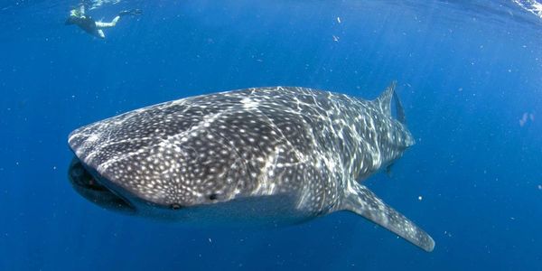 Whale Shark