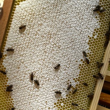 Honeycomb with bees on a wooden frame.