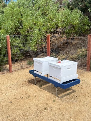 Two white beehives on a blue stand in a garden.