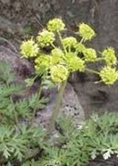 A scenic view of a mountain landscape with a clear blue sky and lush greenery.