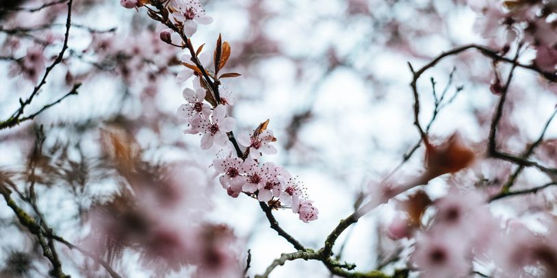 Le printemps, le re-nouveau