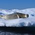 Antarctica