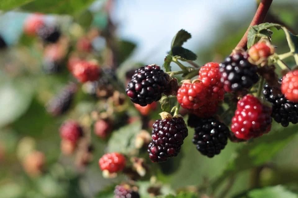 Acres of Grace Family Farms