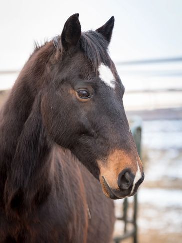dark brown horse with white dot on head