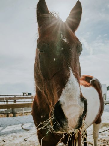 brown and white horse eating hay