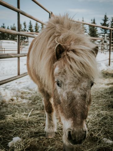 mini appaloosa horse