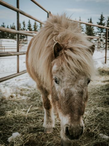 mini appaloosa horse