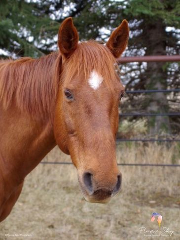 reddish-brown horse white white dot on forehead