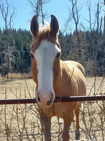 reddish-brown horse with mostly white face