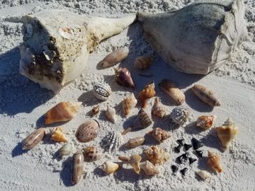 Shelling on Cayo Costa