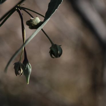 Funastrum crispum