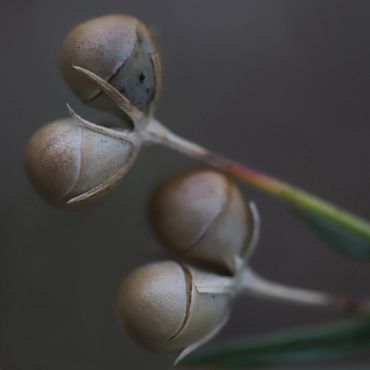 Close-up of seed pods with a dark blurred background.