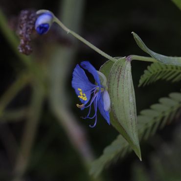 Close-up of a delicate blue flower with yellow stamens and green leaves.
