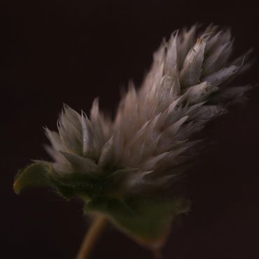 Close-up of a soft, fuzzy plant against a dark background.