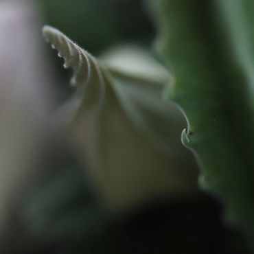 Close-up of a green leaf edge with soft focus background.