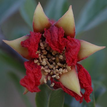 Close-up of a unique star-shaped flower with red petals and creamy-yellow tips.