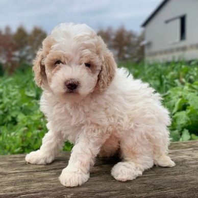 Curly white and beige puppy sitting outdoors on a wooden surface.