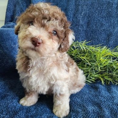 Curly-haired puppy sitting on a blue fabric with green leaves nearby.