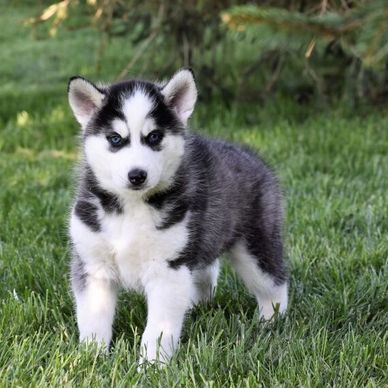 A young Siberian Husky puppy standing on green grass.