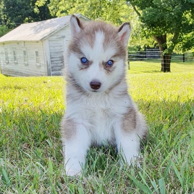 Adorable husky puppy with striking blue eyes sitting on grass.
