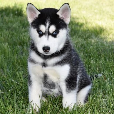 A young Siberian Husky puppy with striking blue eyes sitting on green grass.