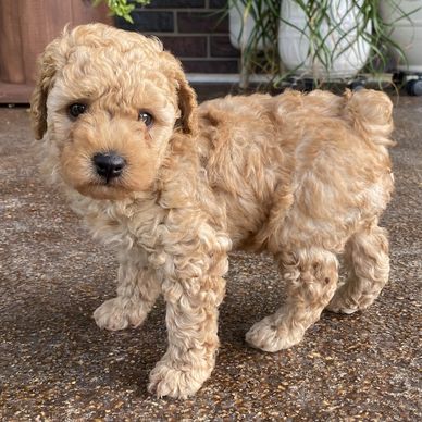Curly-haired beige puppy standing on a textured surface.