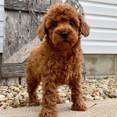 Adorable curly-haired puppy standing on a pebble-covered surface.